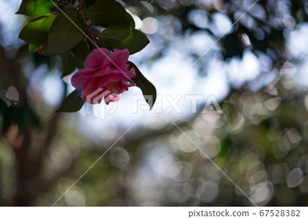 Fantastic fluffy red sasanqua [flowers and plants] 67528382