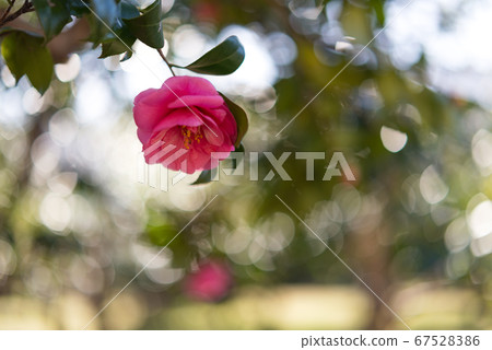 Fantastic fluffy red sasanqua [flowers and plants] 67528386