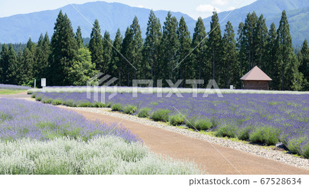 A refreshing lavender garden, Misato Town, Akita Prefecture A refreshing lavender garden, Misato Town, Akita Prefecture 67528634