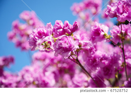 Deep blue sky and pink flowers 67528752