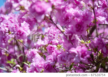 Deep blue sky and pink flowers 67528754