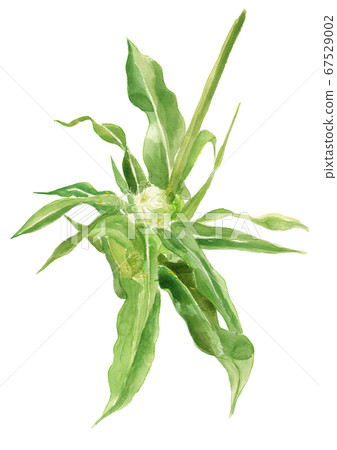 Female corn [Watercolor] 67529002