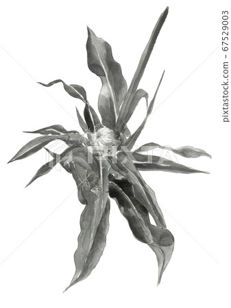 Female flower of corn Monotone [ink style] 67529003