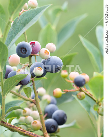 Blueberry field Blueberry field 67529119