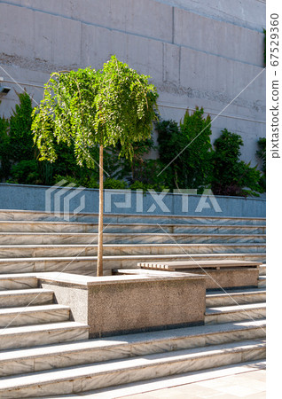 A young tree growing among the stairs. A young tree growing among the stairs. 67529360