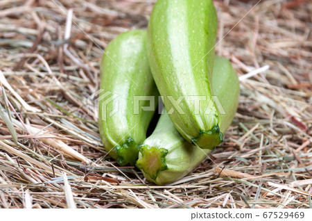 Organic green zucchini closeup view.Healthy 67529469