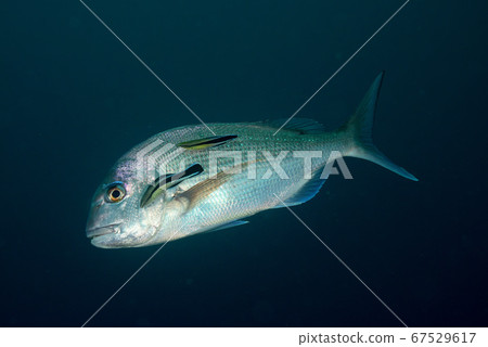 Red sea bream being cleaned by Hong Some Wake Bella 67529617
