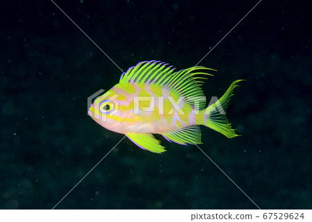 太平洋鱈魚花台 67529624