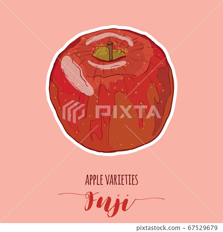 Hand Drawn Full Colors Colorful Apple Varietes Fuji Fruit 67529679
