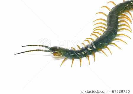 Centipede (depth composition) Centipede (depth composition) 67529730
