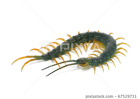 Centipede (depth composition) 67529731