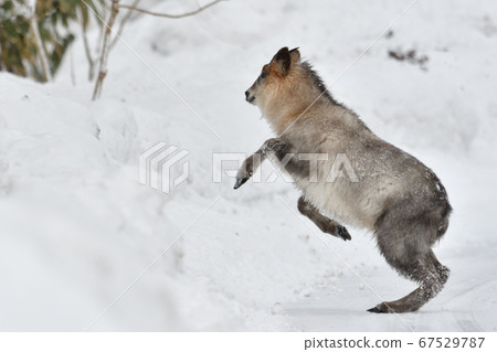 Winter antelope 67529787