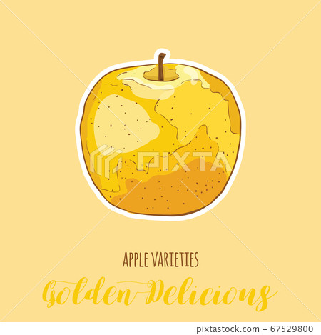 Hand Drawn Full Colors Colorful Apple Varietes Golden Delicious Fruit Hand Drawn Full Colors Colorful Apple Varietes Golden Delicious Fruit 67529800