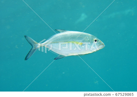 Kasumi horse mackerel Kasumi horse mackerel 67529865