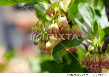 Dudedzia flower 67529934