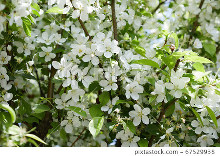 White flowers of Collingo 67529938