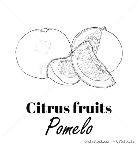 Hand Drawn Black and White Exotic Tropical Citrus Fruit Pomelo Hand Drawn Black and White Exotic Tropical Citrus Fruit Pomelo 67530132
