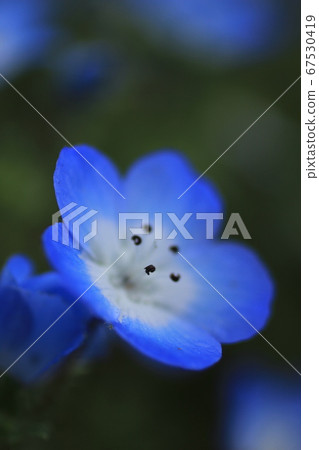 One wheel of Nemophila 67530419