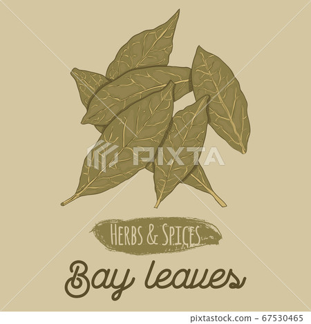 Hand Drawn Colorful Herbs and Spices Bay Leaves Hand Drawn Colorful Herbs and Spices Bay Leaves 67530465