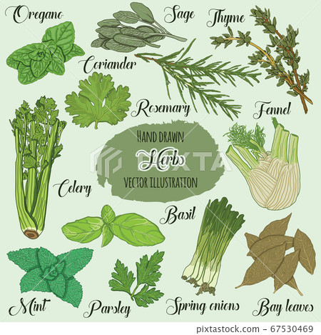 Hand Drawn Colorful Culinary Herbs 67530469