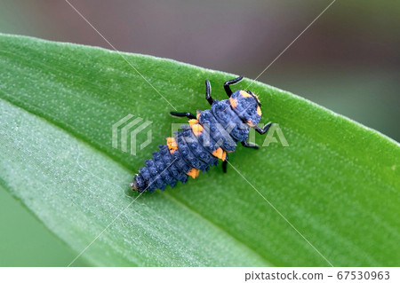 Why are the areas of adult and red and black patterns opposite? Larvae of Coccinellidae Why are the areas of adult and red and black patterns opposite? Larvae of Coccinellidae 67530963