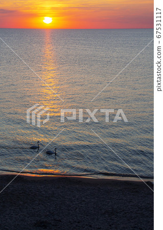 Two beautiful swans on the sea during sunset with water reflections 67531117