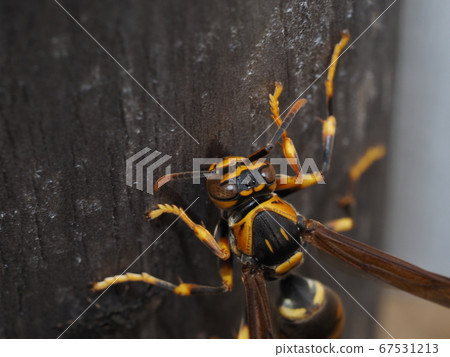 Paper wasp that scrapes wood and collects nest material 67531213