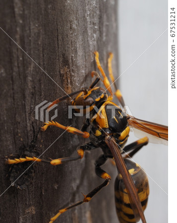 Paper wasp that scrapes wood and collects nest material Paper wasp that scrapes wood and collects nest material 67531214