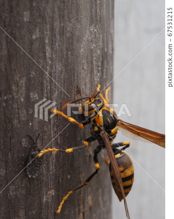 Paper wasp that scrapes wood and collects nest material Paper wasp that scrapes wood and collects nest material 67531215