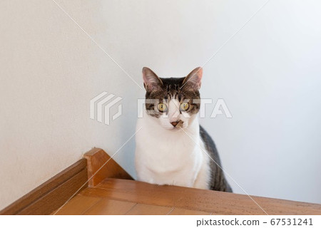 Cute cat Pheasant cat 67531241