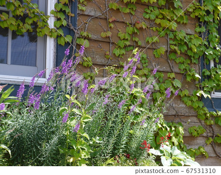 Linaria blooming on the windowsill Linaria blooming on the windowsill 67531310