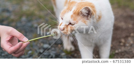 Brown-white cat Brown-white cat 67531380