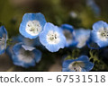 Nemophila 67531518