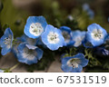 Nemophila 67531519