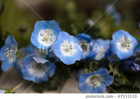 Nemophila Nemophila 67531519