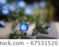 Nemophila 67531520