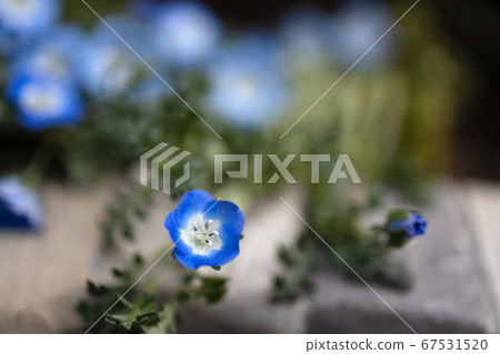 喜林草 喜林草 67531520