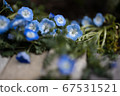 Nemophila 67531521