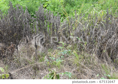 Effect of herbicide 67531647