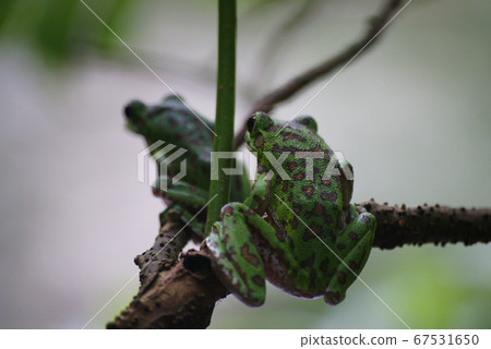 Moria gull frog 67531650