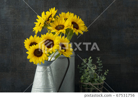 Sunflower mini sunflower Sunflower mini sunflower 67531756