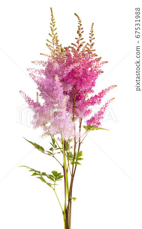 astilbe flowers isolated 67531988