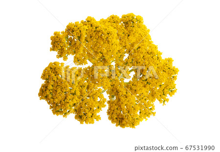 tansy isolated tansy isolated 67531990