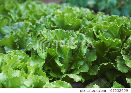 butterhead lettuces in an organic orchard 67532409