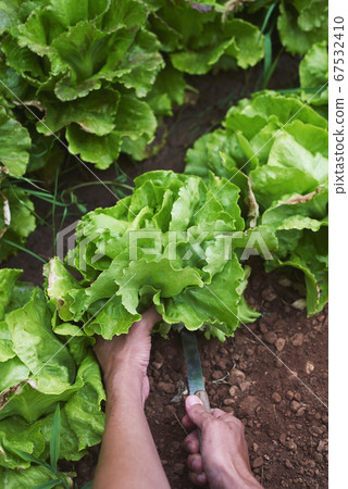 young man collecting a butterhead lettuce 67532410