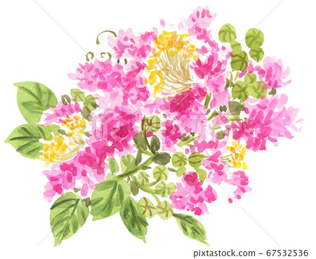 Crape myrtle 20717pix7 67532536