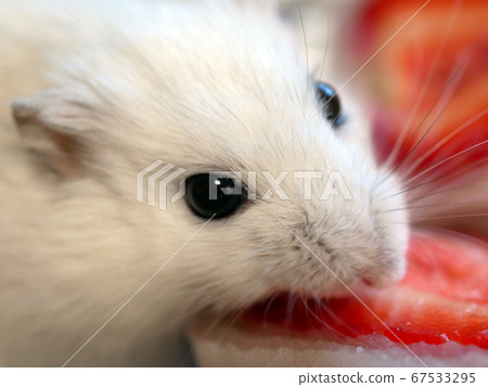 Hamster eating strawberry 67533295