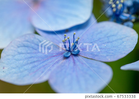 美麗的藍色繡球花的宏觀形象 美麗的藍色繡球花的宏觀形象 67533338
