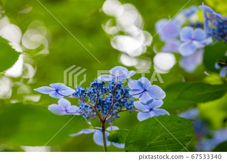 美麗的藍色繡球花的宏觀形象 美麗的藍色繡球花的宏觀形象 67533340