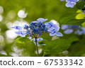 美麗的藍色繡球花的宏觀形象 67533342